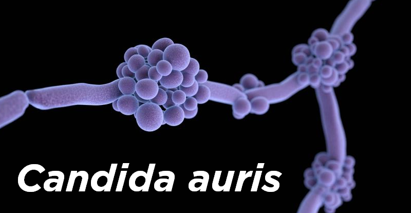 Candida Auris NOWY PATOGEN GRZYBICZY Rosn Cy Wiatowy Problem   Candida Auris 