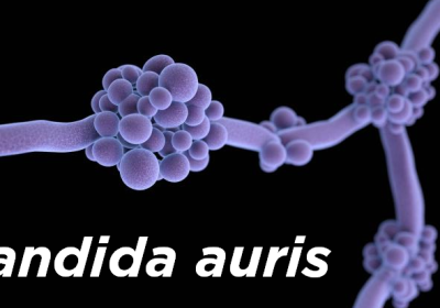 Candida auris - NOWY PATOGEN GRZYBICZY -rosnący światowy problem zdrowotny